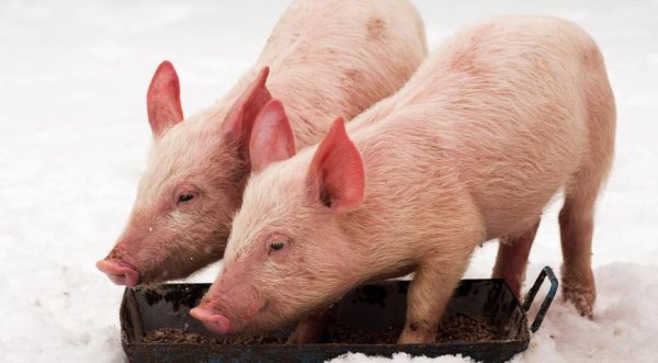 12 января — Анисьин день, когда готовят свиные желудки и гадают на них