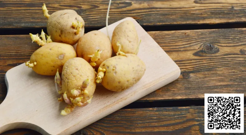 Какой картофель опасно есть даже после варки: проверьте свой холодильник
